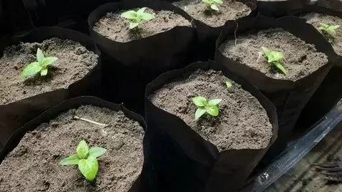 Почему размер горшка важен для появления перцев и их урожайности