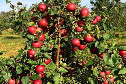 Яблоня Московское ожерелье: идеальный выбор для садоводов 2025 года