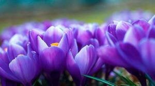 Крокус: искусство ухода и хранения уникального шафрана