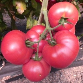 Томат Вермилион: восхитительный выбор для салатов и заготовок