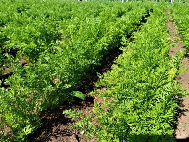 ����� �� ������: ��� ���������� �� ��������� ����