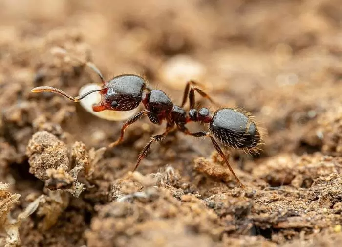 Эффективные стратегии борьбы с муравьями на даче
