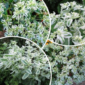 ������� �� ����� ������: ��� ��������� ������� ����������� � ���������