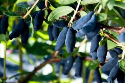 ���� �� ���������� ����� ����� ������: ������� �������� ���������� � ����