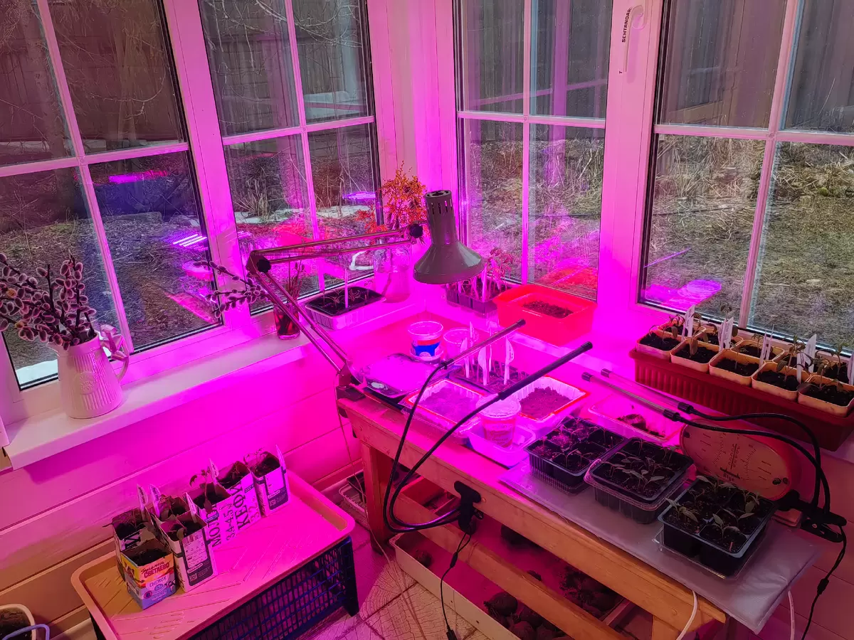 Советы по уходу за рассадой и опыту с розами: что нужно знать садоводу