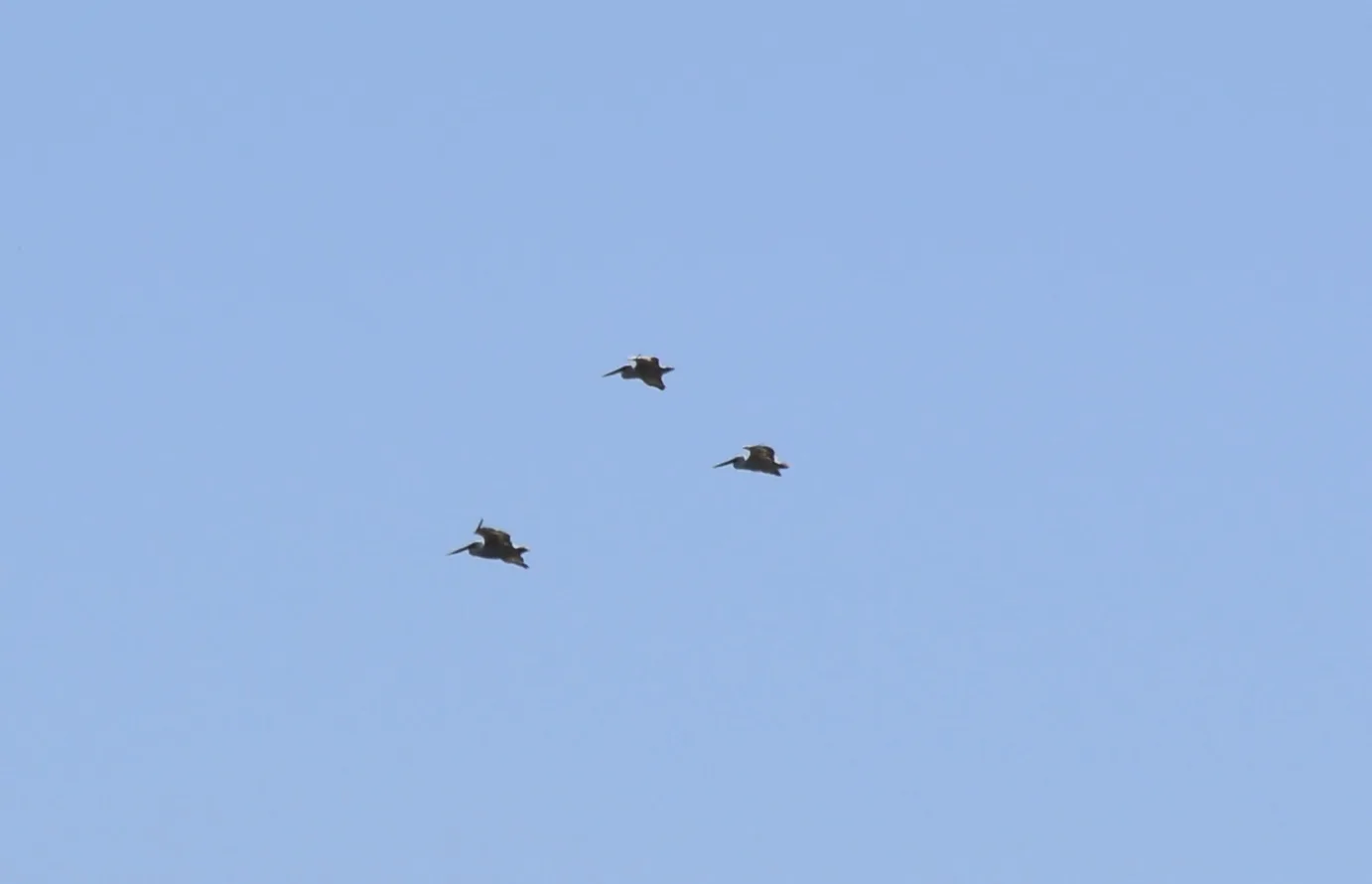 В Волгоградской области стартовали две крупные орнитологические экспедиции по учету краснокнижных птиц