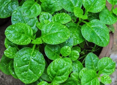 ��� ��������� �������� ������ �� ������: ������� ������