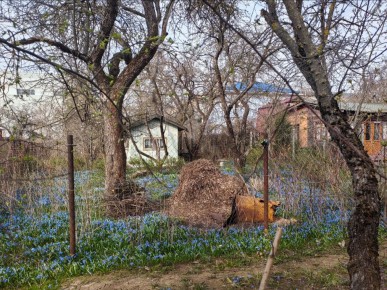 Как подкормить пионы и розы для стремительного цветения весной