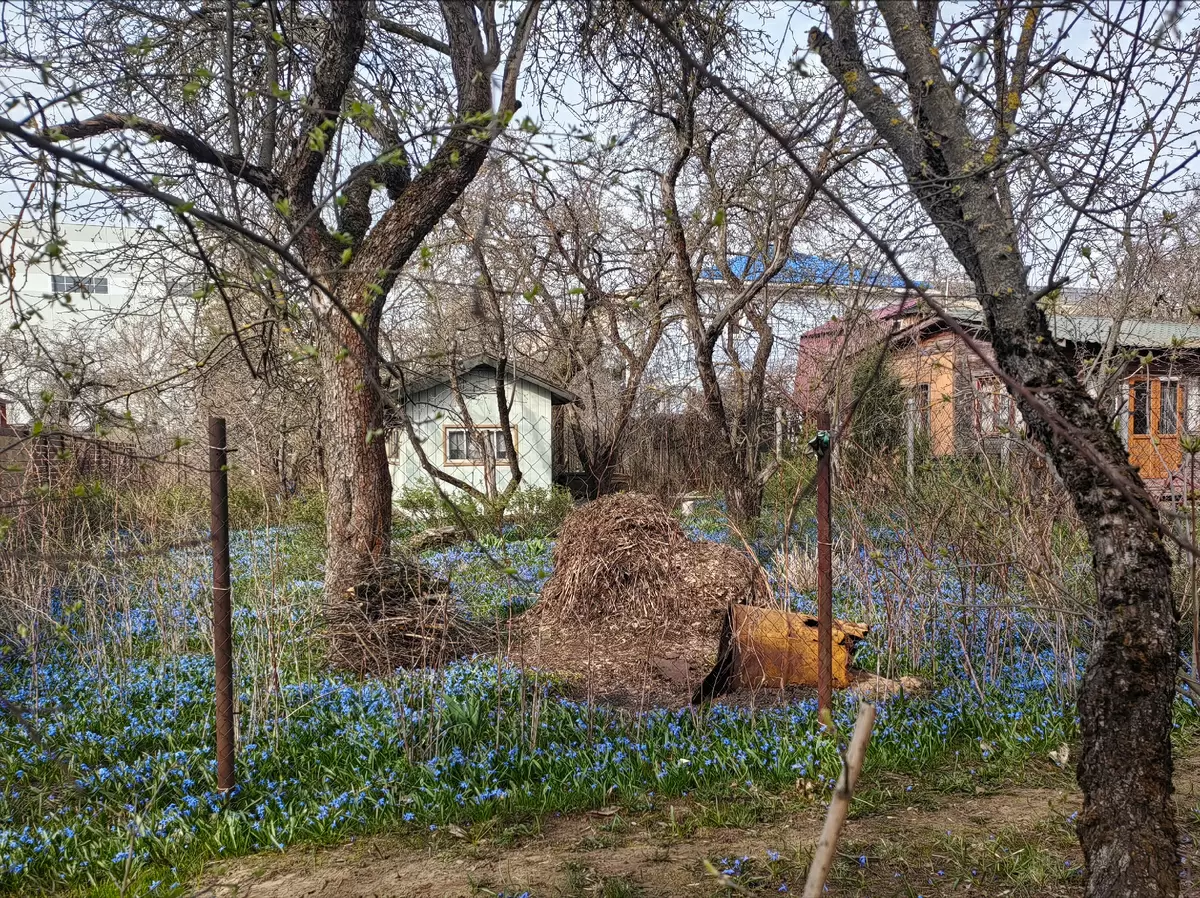 Как подкормить пионы и розы для стремительного цветения весной