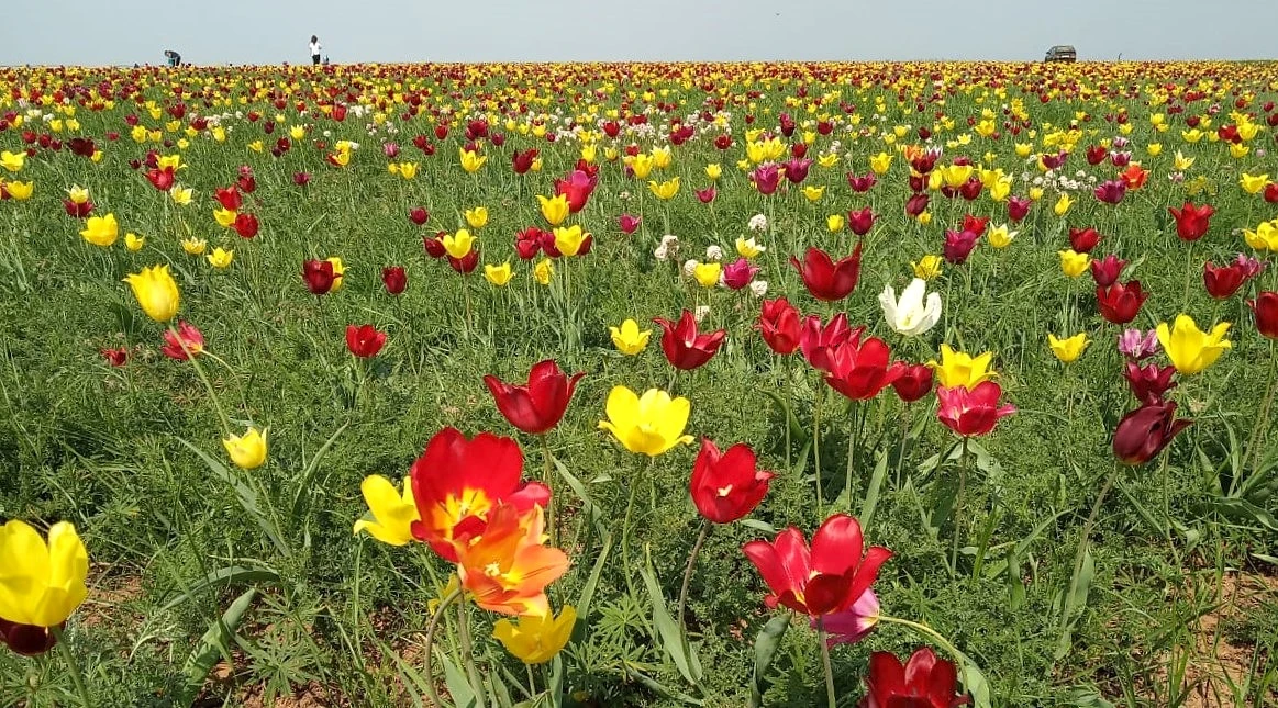 Сбор краснокнижных тюльпанов усиленно пресекают в Волгоградской области