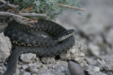 В Волго-Ахтубинской поймы нет ядовитых змей, утверждают биологи