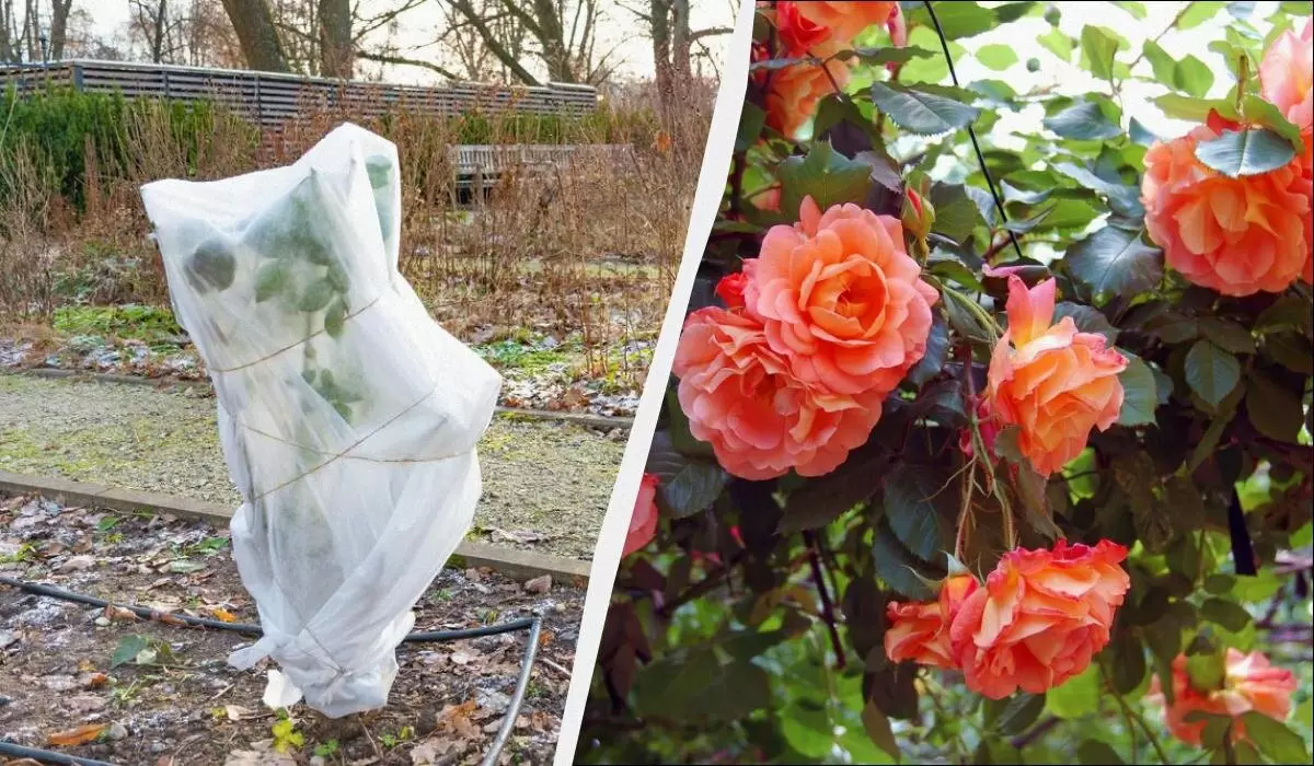 Как правильно укрыть розы на зиму: советы для цветоводов