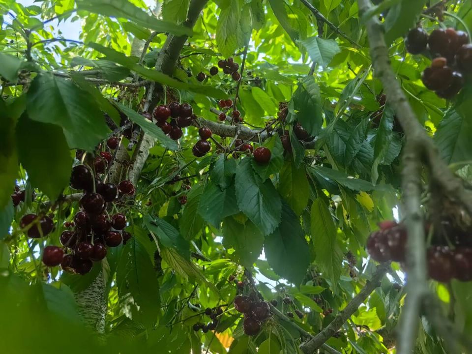 ��� ����������� � ������� �����������: ������� ������ �� ���������� � ��������