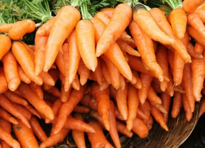 Выращивание моркови в помещении: как это сделать правильно