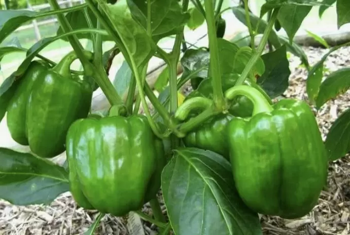 Пасынкование перцев: почему это важно и как делать правильно