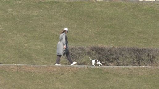 Волгоград вошел в топ-10 популярных направлений для отдыха с питомцами в апреле