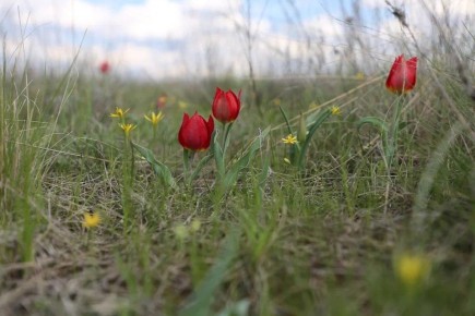 До 1 млн руб. штрафа заплатят браконьеры за лазоревый цветок