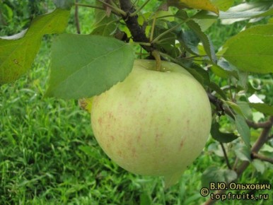 ������ ������ ������: ������� ��������� � ������� �����������