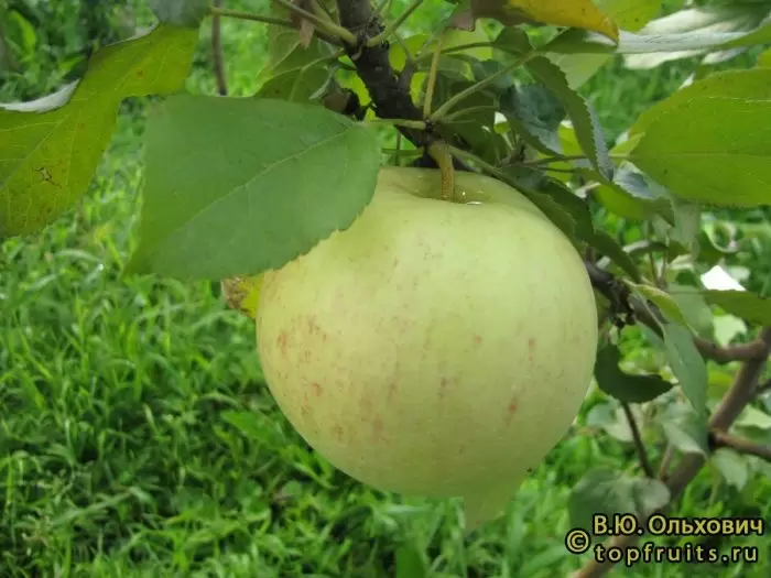 Яблоня летнее нежное: вкусное сочетание с высоким потенциалом