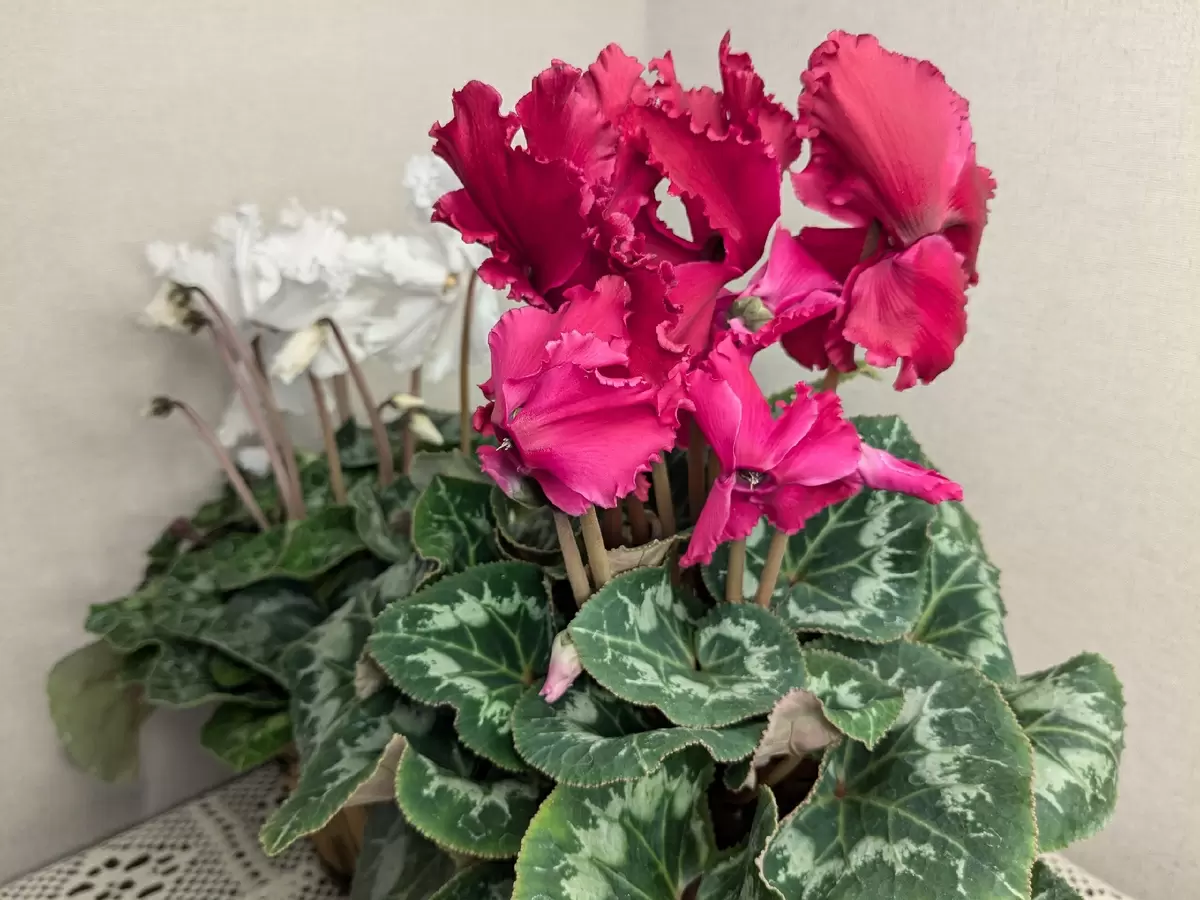 Как дачники превращают зиму в праздник с помощью цветов