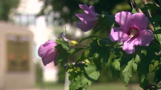 В Волгограде закупают однолетние цветы для украшения клумб в Центральном районе