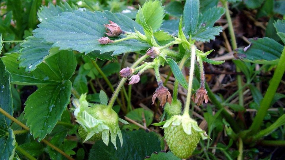 ��� ������� ���������� � ������������ �� ��������: ����������� ������ ������