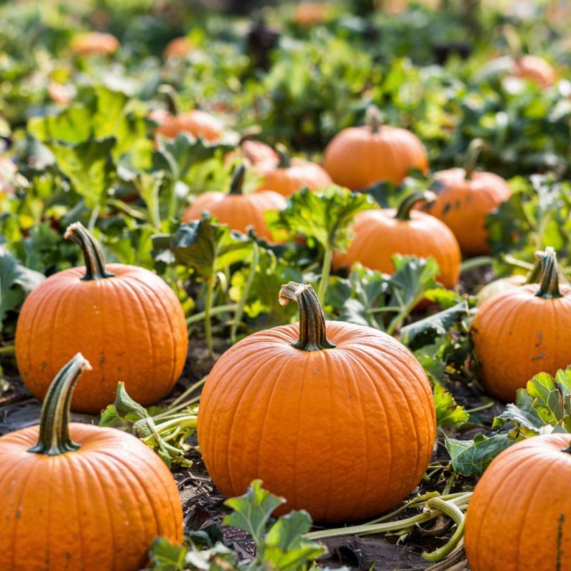 ��������� �������: 10 ������, ������� ��������� �� ���������� �������� � ��������