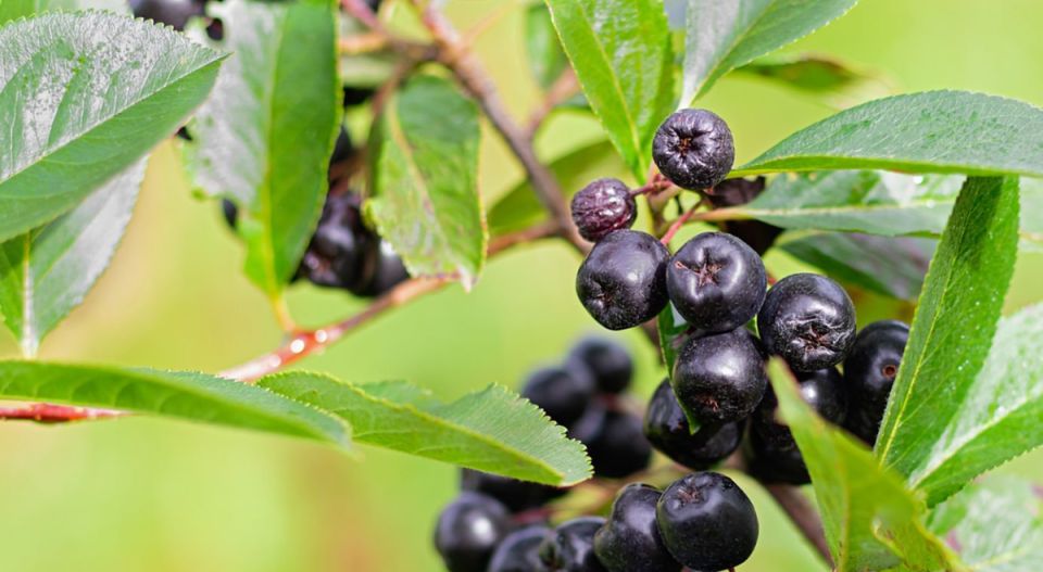 �������� ������ �� ����: ������������ ������ ��� �������� ��������