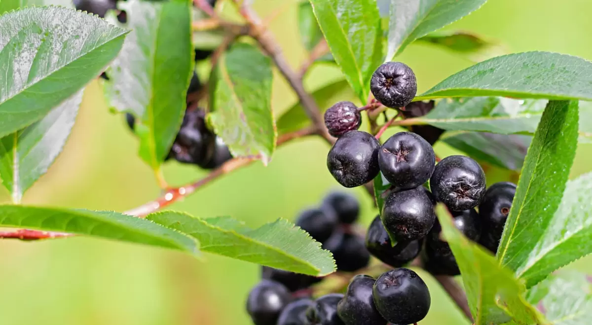 Полезные запасы на зиму: черноплодная рябина как источник здоровья