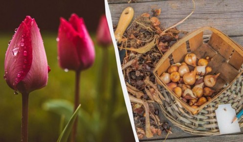 Как ухаживать за тюльпанами после цветения: секреты садоводов