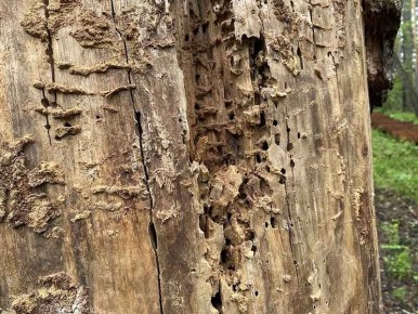 Новый штамм трихограммы может изменить правила игры в борьбе с вредителями