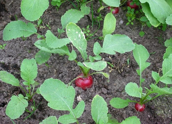 �����: 7 ��������������� ������ ��� ������ ����