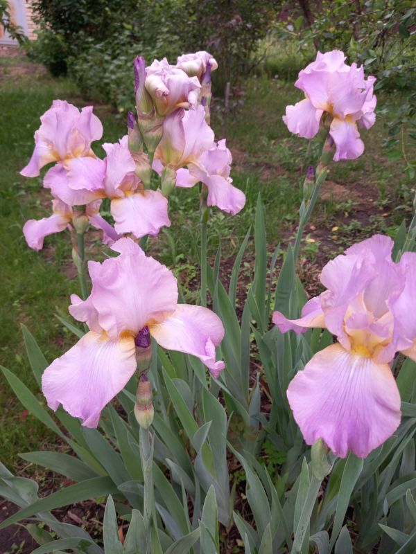 ��� ��������� ��������� �� �������: ������� ����������� ������� � �������