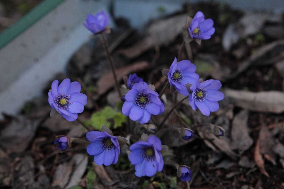 ����������� �����������: ������������ ������� ���������, ���������� ����� � �����