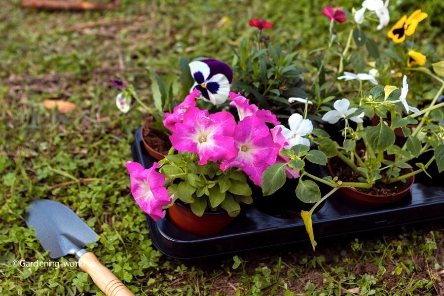 ������� � ����� ��� ���������� � ����: ���������� 20 ��������� ��������� �������!