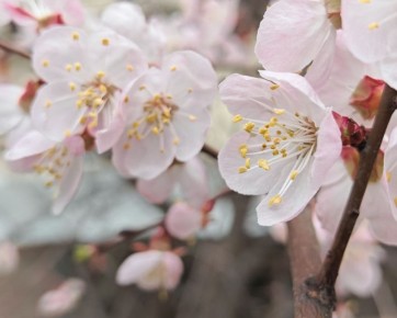 ��������� ���� ����� ����� ������� �����������