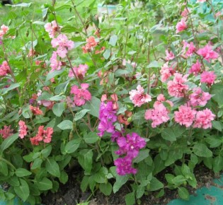 ��������� ����� ������: ������� ������� ��������