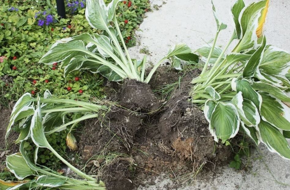 ������� ������� ����: ������� ��������� ����������