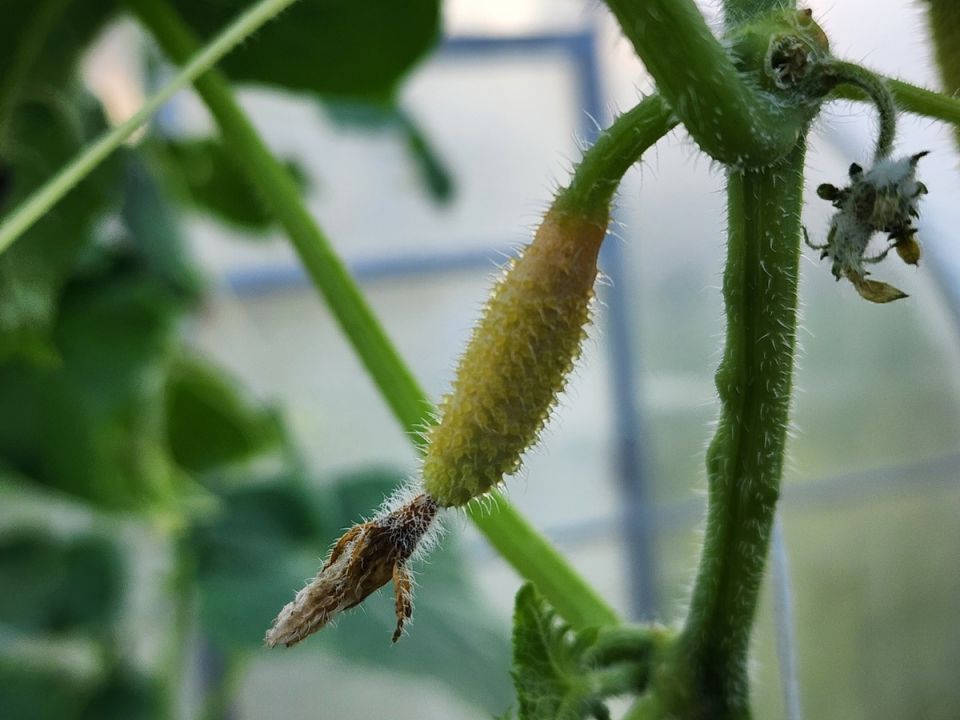 ��� ������ ������ �� ����: ������ ��� ��������