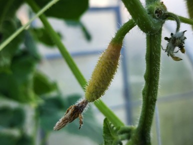 ��� ������ ������ �� ����: ������ ��� ��������