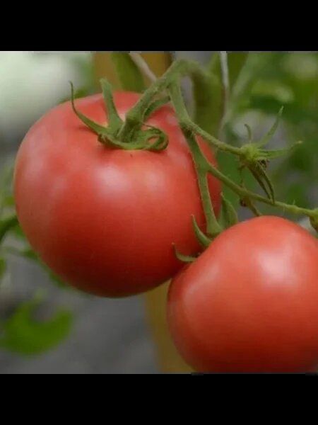 ����� ��������� �������: ������� �������������� ����� � ����� ������ ��� ������