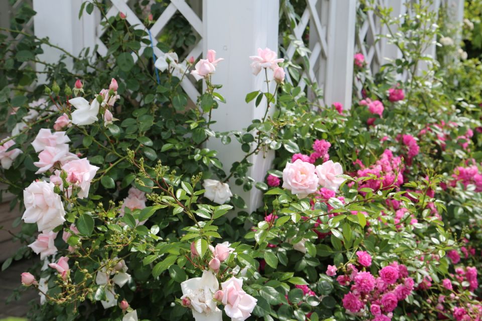 ��� ������� ��������� ���� ��� ������ ����: ������ �� ���������