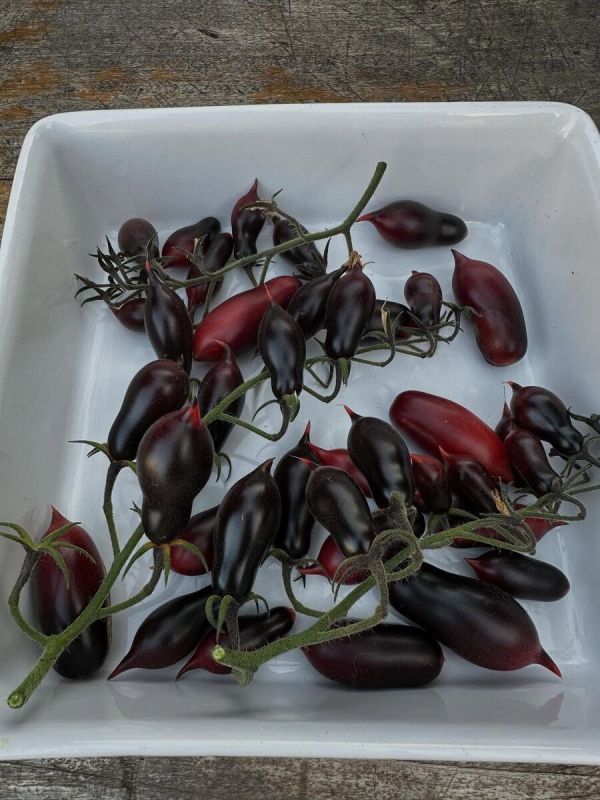 ����� ������� ������: ����� ������� ������� ���� ����������� ������ ������������