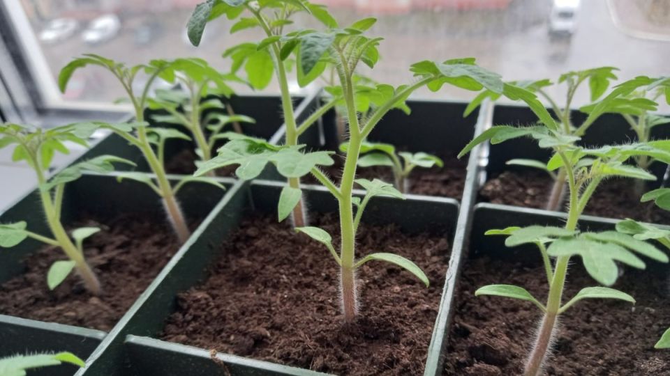 ��� ��������� ������������� ������� ����� ���������: ������ ������