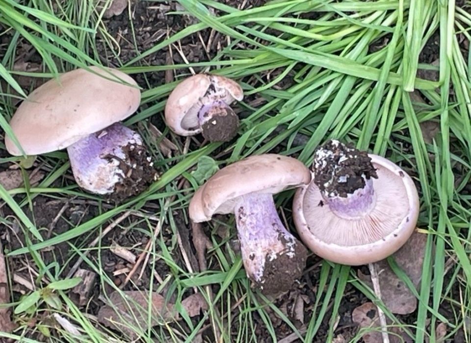 ��������� ������� ������������� ��������