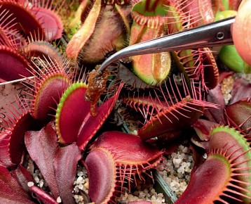 ��������� ������ ��������� ���������: ���� � ����������