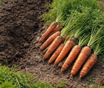 ��� ��������� ��������� �������: ������� �� ��������������