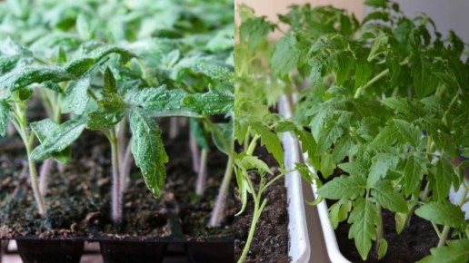 ����������� ������ �� ����: ��� ��������� ����� ������� � �����