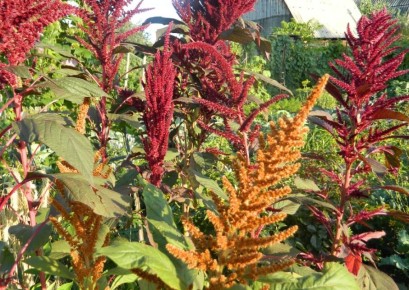 �������: �������� �������� � ����������� ����������, ������� ����� ��������� � ����� ����