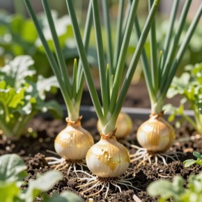 ���������� ������� ����: ������ �� ����������� ��� ��������� ������